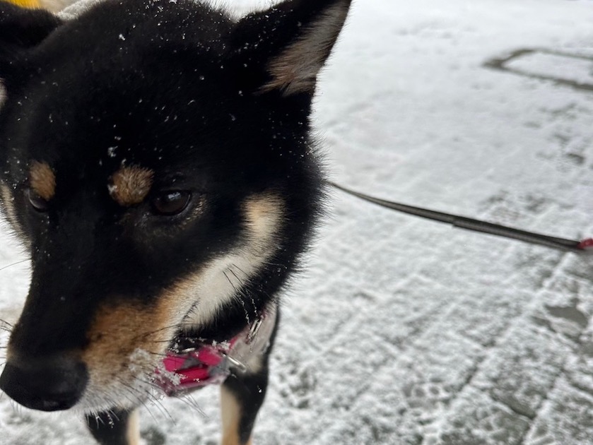犬生初雪