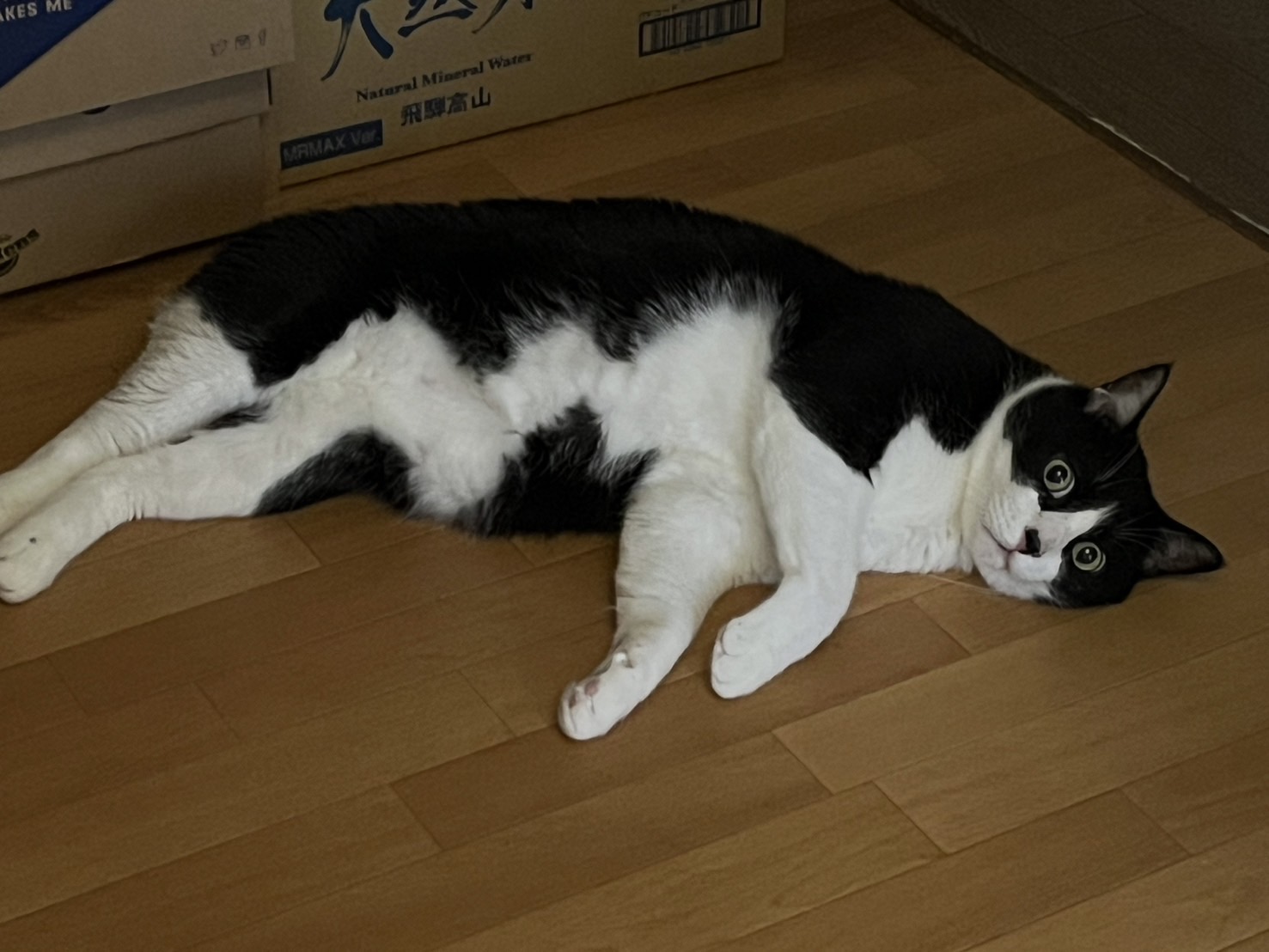 ねこ②