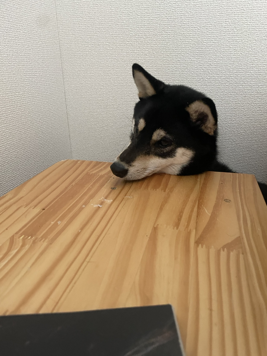 新しい趣味
