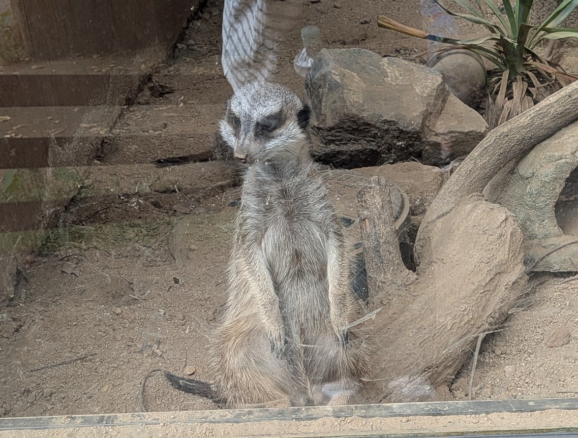 ミーアキャットに会いに！！