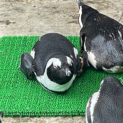 よだれだこ